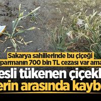  SAKARYA