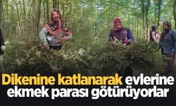 Dikenine katlanarak evlerine ekmek parası götürüyorlar