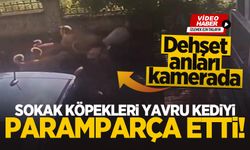 Sokak köpekleri, yavru kediyi paramparça etti! Dehşet anları kamerada