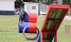 Jandarmanın eğitimli köpeklerinin gösterisi büyük alkış topladı