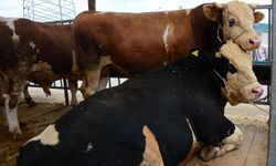 1 tonu geçen boğalar hayvan pazarının gözdesi oldu