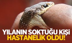 Yılanın soktuğu kişi hastanelik oldu!