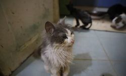 Veteriner Hekim Yıldız'dan kedilere sevgi ve koruma çağrısı