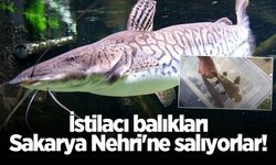 İstilacı balıkları Sakarya Nehri'ne salıyorlar!