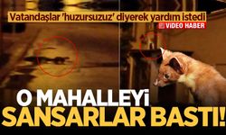 O mahalleyi sansarlar bastı! Gece ortaya çıkıyor