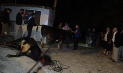 Satışı tamamlanan 10 kurbanlık hayvan telef etti
