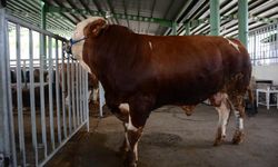 1 ton 100 kiloyla pazarın rekortmen tosunu, 60 bin TL’ye satıldı