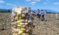 Patates hasadı başladı! Tarladaki satış fiyatını duyanlar 'Vatandaşın vay haline' diyor