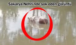 Sakarya Nehri’nde şok eden görüntü