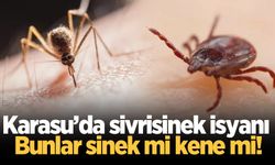 Karasu’da sivrisinek isyanı: Bunlar sinek mi kene mi!