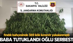 Fındık bahçesinde 369 kök kenevir yakalanmıştı! Baba tutuklandı oğlu serbest