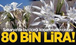Sakarya'da bu çiçeği kopartmanın cezası 80 bin lira!