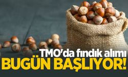 TMO'da fındık alımı bugün başlıyor!