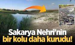 Sakarya Nehri'nin bir kolu daha kurudu! Birçok canlı telef oldu