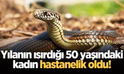 Yılanın ısırdığı 50 yaşındaki kadın hastanelik oldu!