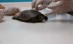 Serdivan’da yaralı halde bulunan kaplumbağa tedavi edildi