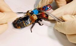 Japonlar, küçük cihazlarla böcekleri kontrol edebiliyor