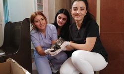 Yavru kediyi asansör boşluğundan kurtardılar