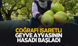 Ayva hasadı başladı