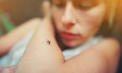 Bilim insanları, sivrisinekleri aşı dağıtım sistemine dönüştürdü