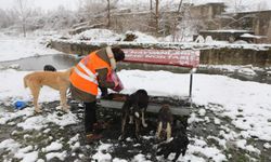 Arifiye Belediyesi soğuk kış günlerinde can dostlarını unutmuyor