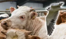 Şap hastalığında ‘kuşlara' dikkat