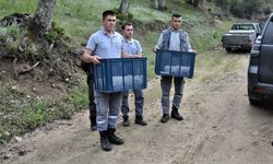 Yırtıcı böcekler kestane ormanlarına salındı