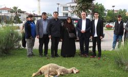 Seçimi kazanan Erdoğan için ilçe belediyesinin bahçesinde koç kestirdi