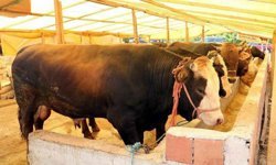 Veteriner hekimden kurbanlık uyarısı: “Dişi hayvanları kurban olarak seçmeyelim”