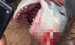 Köpekbalığı saldırısına uğrayan Rus turist öldü