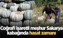 Coğrafi işaretli meşhur Sakarya kabağında hasat zamanı