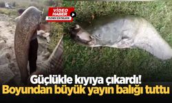 Güçlükle kıyıya çıkardı! Boyundan büyük yayın balığı tuttu