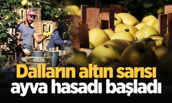 Dalların altın sarısı ayva hasadı başladı