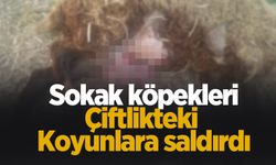 Sokak köpekleri dehşet saçtı