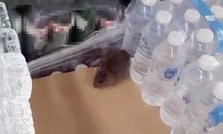 Sakarya'da zincir markette fare görüntüsünü çeken vatandaş konuştu