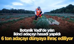 Botanik Vadi'de yılın ikinci adaçayı hasadı yapıldı; 6 ton adaçayı dünyaya ihraç ediliyor