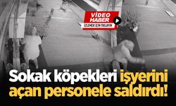 Sokak köpekleri işyerini açan personele saldırdı!