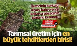 Tarımsal üretim için en büyük tehditlerden birisi! Üreticinin korkulu rüyası kahverengi kokarca böceğinin çözümü bulundu