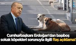 Cumhurbaşkanı Erdoğan'dan başıboş sokak köpekleri sorunuyla ilgili flaş açıklama!