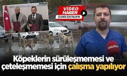 Köpeklerin sürüleşmemesi ve çeteleşmemesi için çalışma yapılıyor