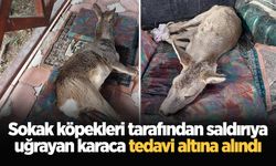 Sokak köpekleri tarafından saldırıya uğrayan karaca tedavi altına alındı