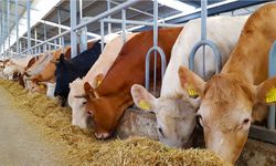 Veteriner Hekim Yıldız; "Hayvancılığın geleceği yasal desteklerle düzenlenmeli"