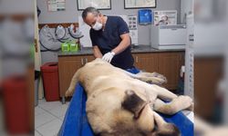 Veteriner hekim Yıldız evcil hayvanlarda kanser hakkında bilgilendirdi