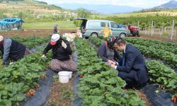Kaymakam Burak Serttaş, Çiftçiler Günü’nde çilek üreticisini ziyaret etti