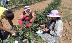 Yaban Mersini köyün geçim kaynağı oldu