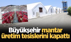 Büyükşehir mantar üretim tesislerini kapattı