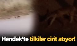 Hendek'te tilkiler cirit atıyor!