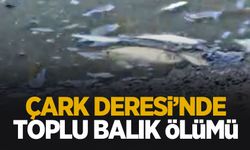 Çark Deresi'nde toplu balık ölümü