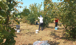 Fındık üreticileri erkenden hasat yapmaya başladı