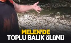 Melen'de toplu balık ölümü